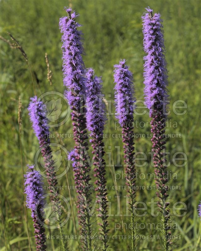 Liatris spicata (Blazing star) 2 