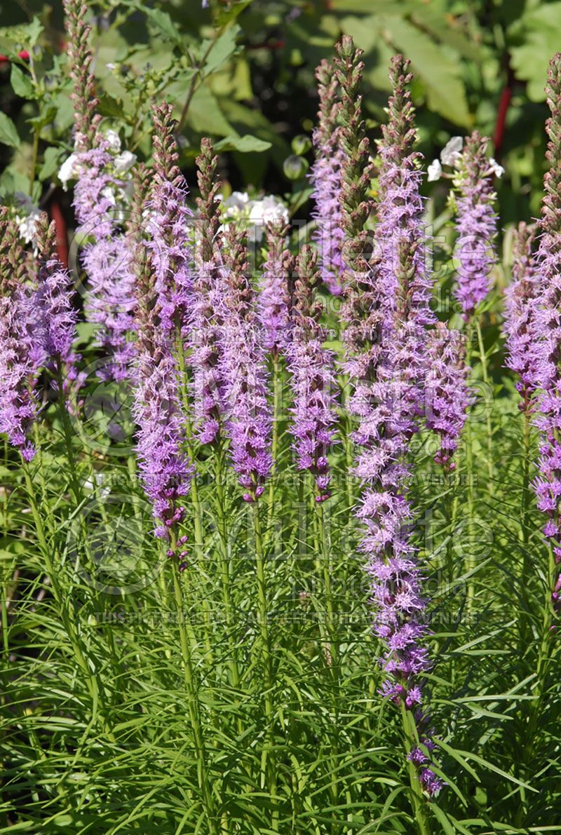 Liatris Floristan Violet (Blazing star)   2