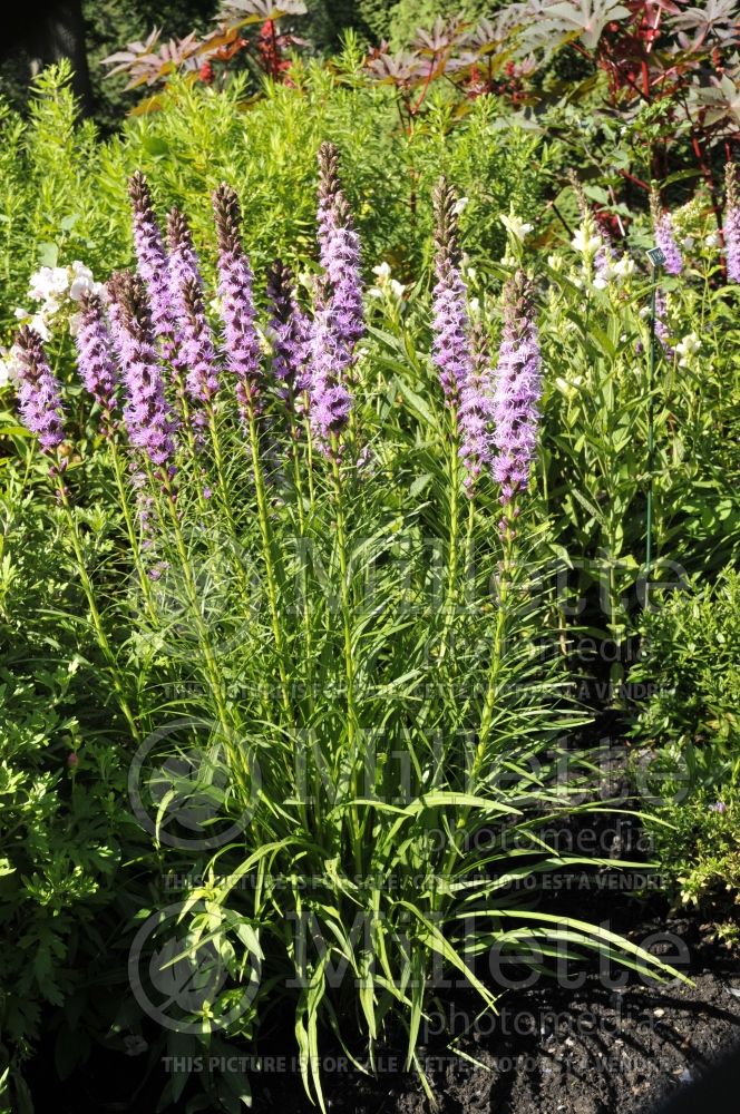 Liatris Floristan Violet (Blazing star)   3