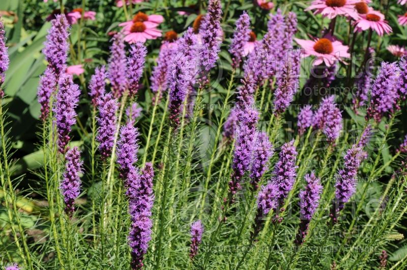 Liatris Floristan Violet (Blazing star) 4  