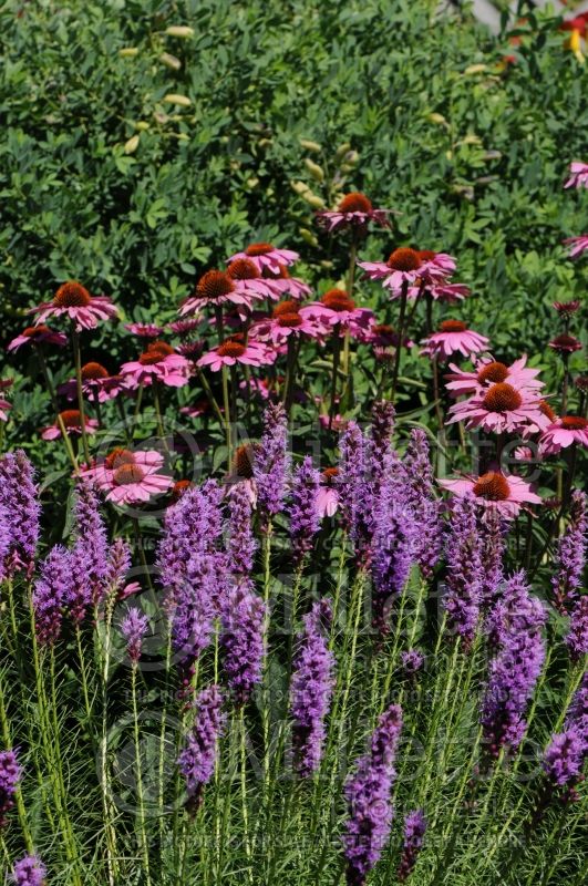 Liatris Floristan Violet (Blazing star) 5  