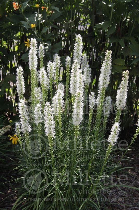 Liatris Floristan White (Blazing star) 1  