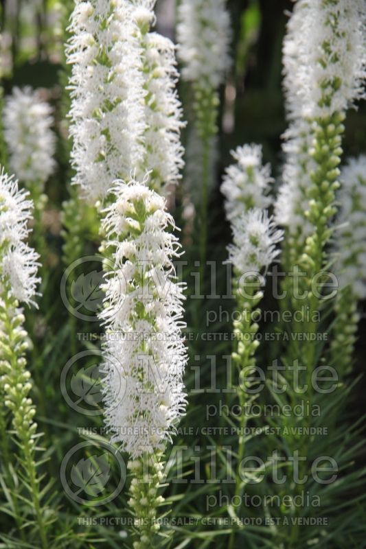 Liatris Floristan White (Blazing star) 2  