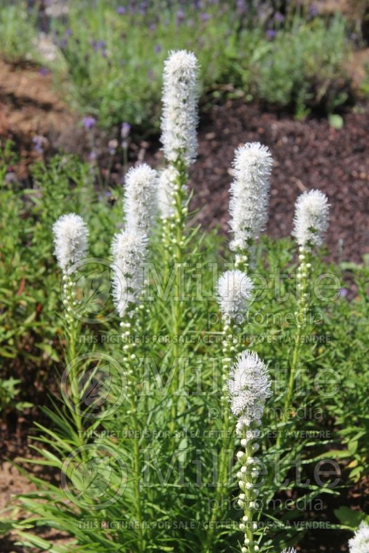 Liatris Floristan White (Blazing star) 3  