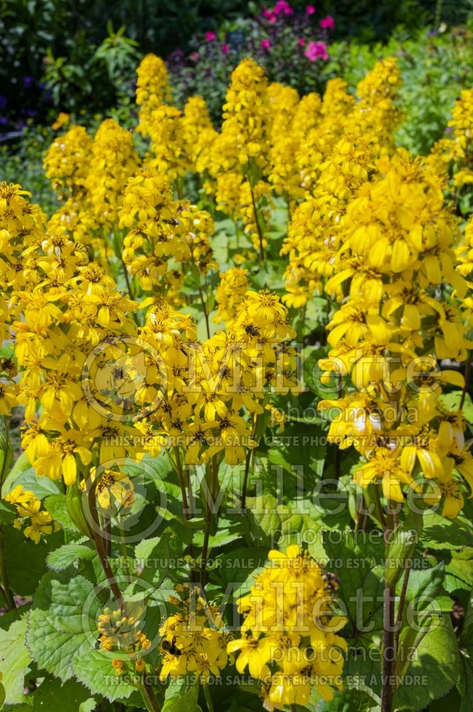 Ligularia Little Lantern (Ligularia) 4