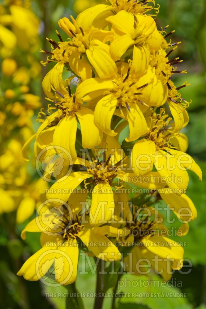 Ligularia Little Lantern (Ligularia) 5