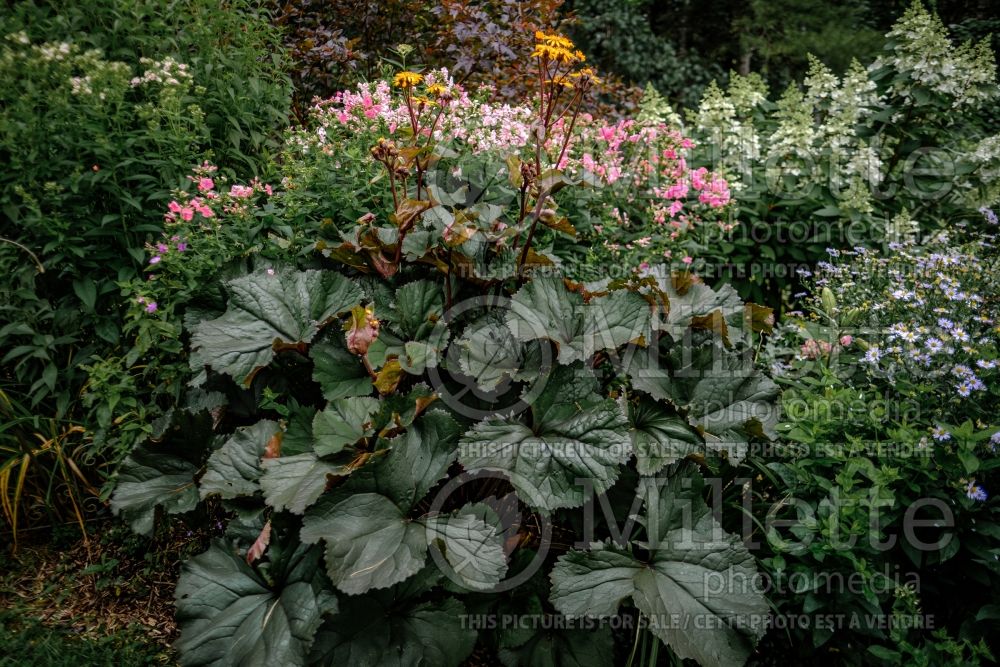 Ligularia King Kong (Ligularia, elephant ear) 1 