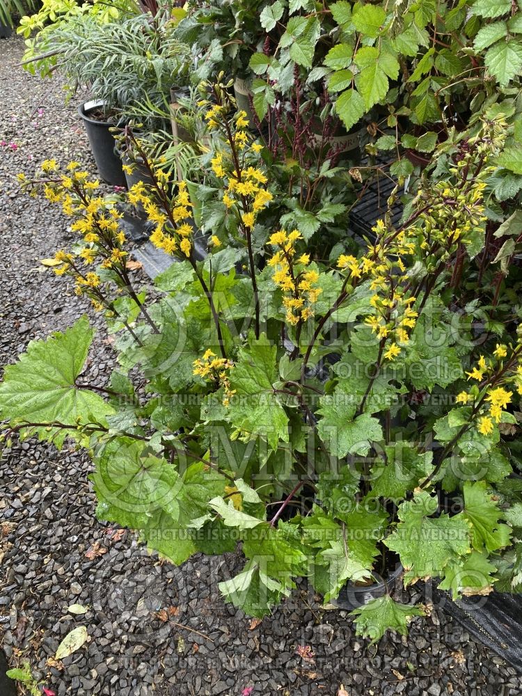 Ligularia Little Rocket (Ligularia, elephant ear) 7 