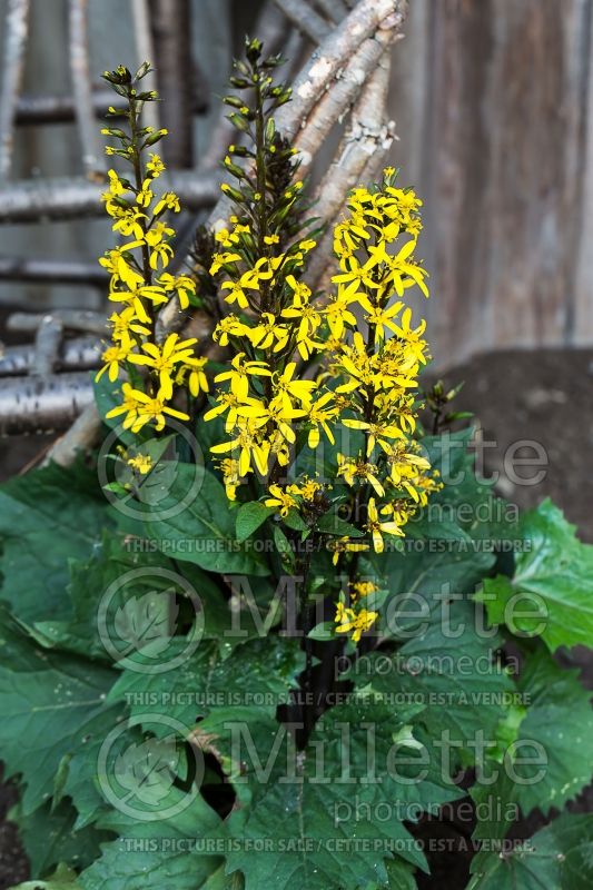 Ligularia Bottle Rocket (Ligularia) 1 