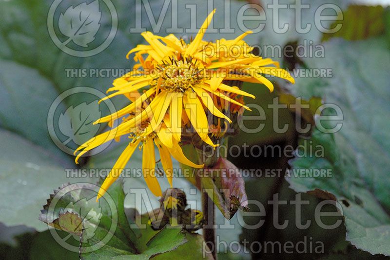 Ligularia Britt Marie Crawford (Bigleaf Ligularia Leopard Plant Golden Groundsel) 2 