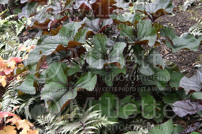 Ligularia Britt Marie Crawford (Bigleaf Ligularia Leopard Plant Golden Groundsel) 1 