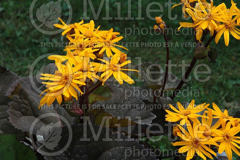 Ligularia Britt Marie Crawford (Bigleaf Ligularia Leopard Plant Golden Groundsel) 5 