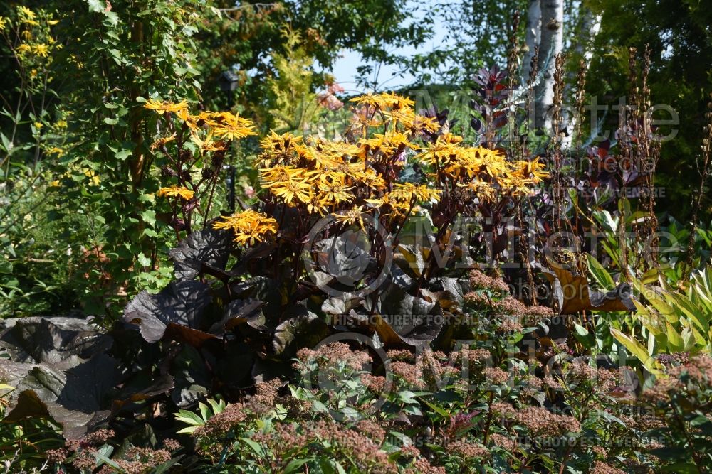 Ligularia Britt Marie Crawford (Bigleaf Ligularia Leopard Plant Golden Groundsel) 7 