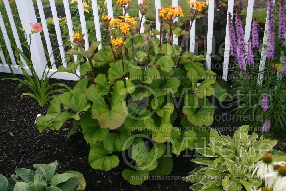 Ligularia Desdemona (Bigleaf Ligularia Leopard Plant Golden Groundsel) 4 