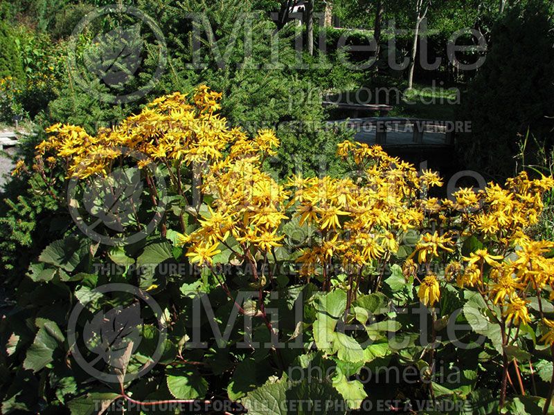 Ligularia Desdemona (Bigleaf Ligularia Leopard Plant Golden Groundsel)  2