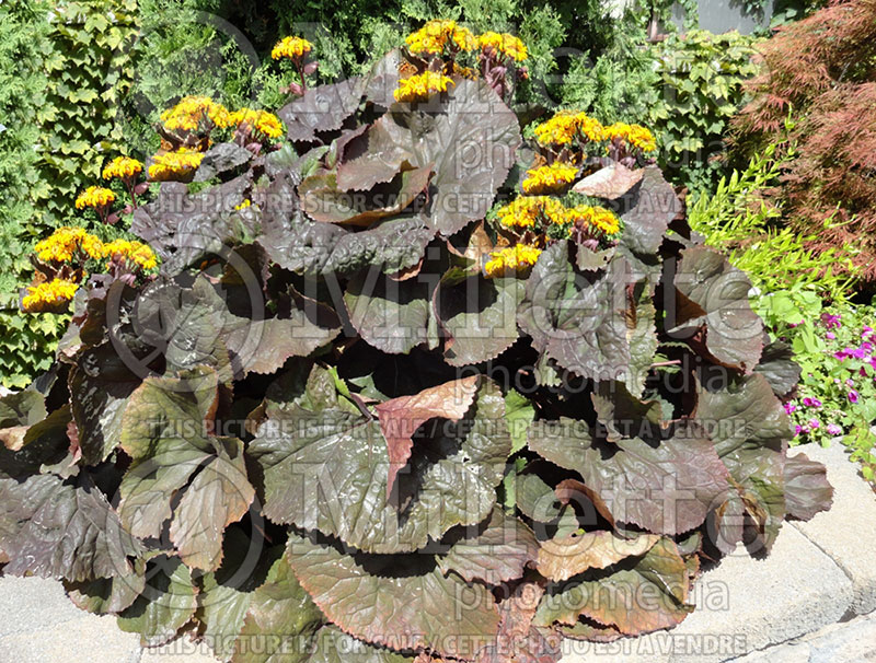 Ligularia Othello (Bigleaf Ligularia Leopard Plant Golden Groundsel) 2 