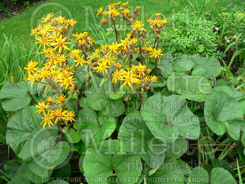 Ligularia Othello (Bigleaf Ligularia Leopard Plant Golden Groundsel) 3 