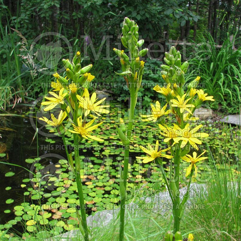 Ligularia fischeri (Bigleaf Ligularia Leopard Plant Golden Groundsel)  1