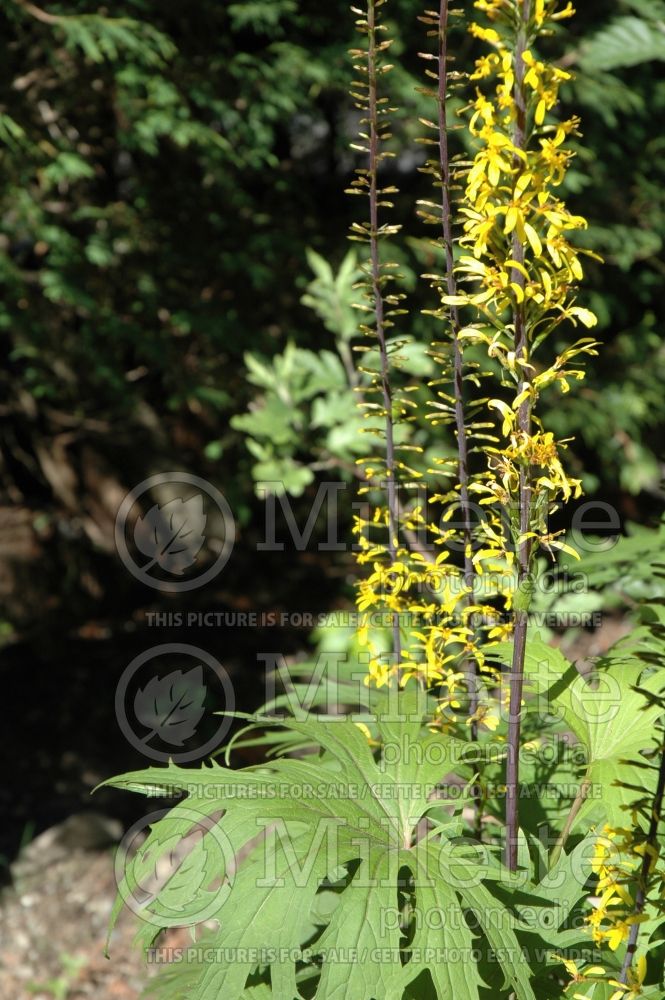 Ligularia japonica (Bigleaf Ligularia Leopard Plant Golden Groundsel) 1 