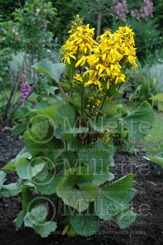 Ligularia Little Lantern (Ligularia) 2