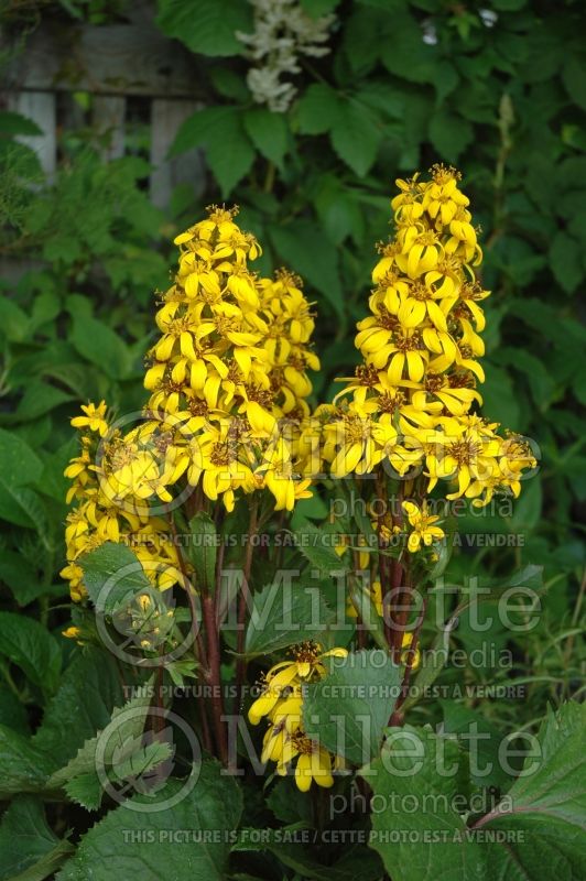 Ligularia Little Lantern (Ligularia) 3