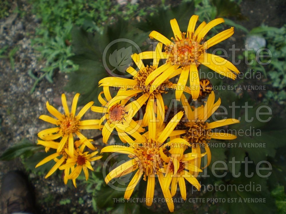 Ligularia Osiris Café Noir (Bigleaf Ligularia Leopard Plant Golden Groundsel) 2