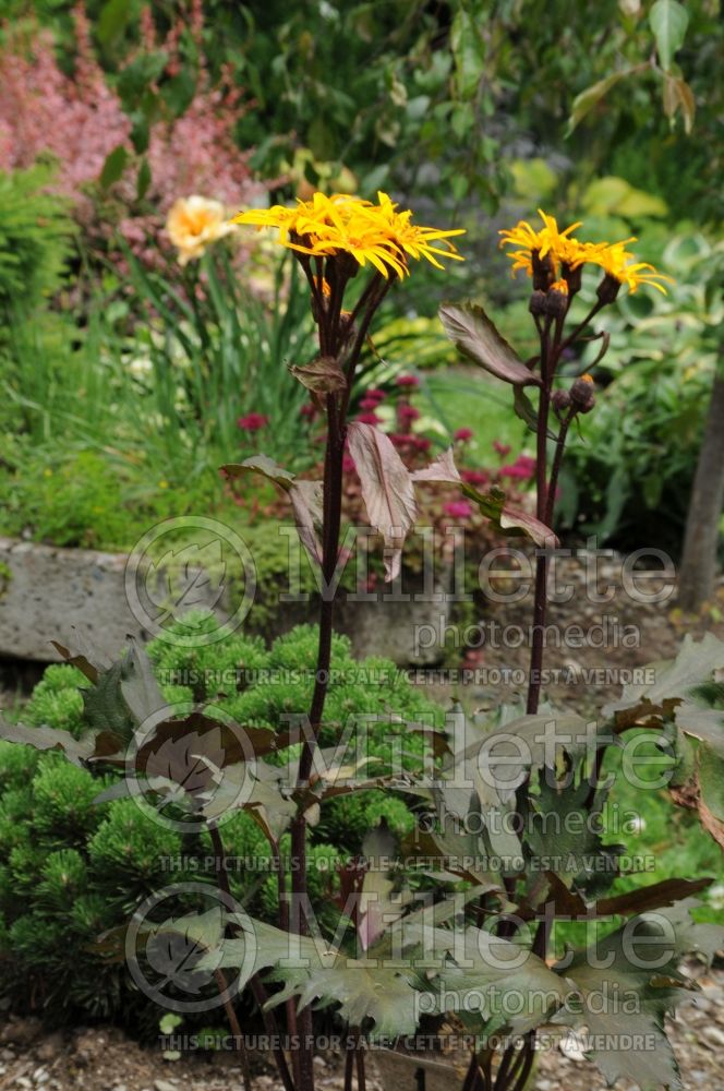 Ligularia Osiris Café Noir (Bigleaf Ligularia Leopard Plant Golden Groundsel)  3