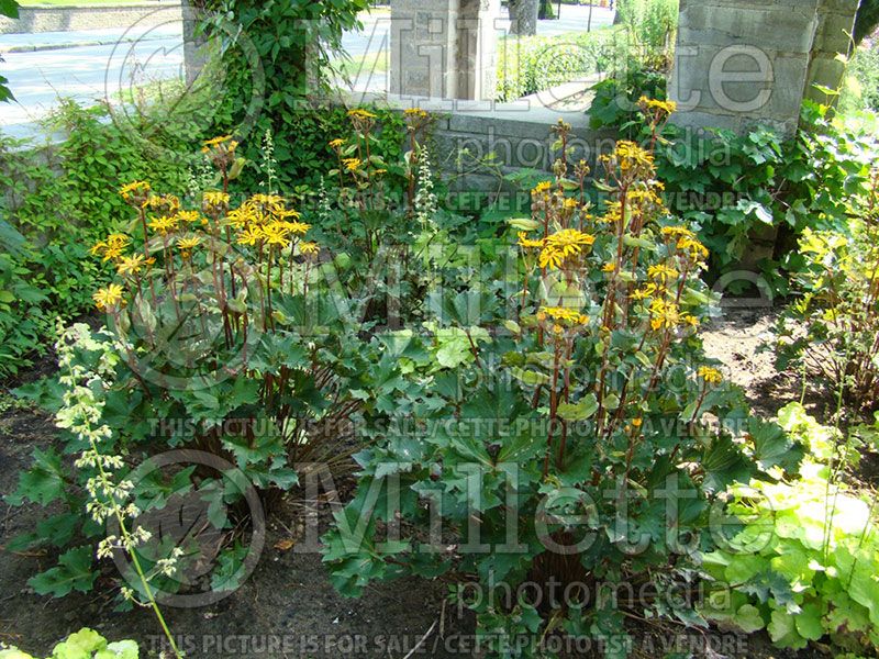 Ligularia Osiris Fantaisie (Bigleaf Ligularia Leopard Plant Golden Groundsel)  5