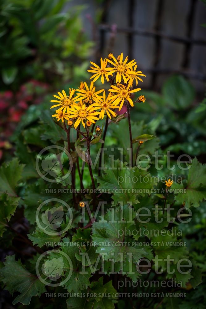 Ligularia Osiris Fantaisie aka Osiris Fantasy (Bigleaf Ligularia Leopard Plant Golden Groundsel) 12 