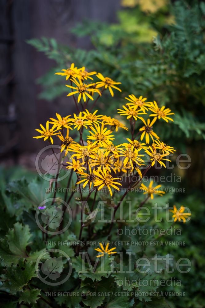 Ligularia Osiris Fantaisie aka Osiris Fantasy (Bigleaf Ligularia Leopard Plant Golden Groundsel) 11 