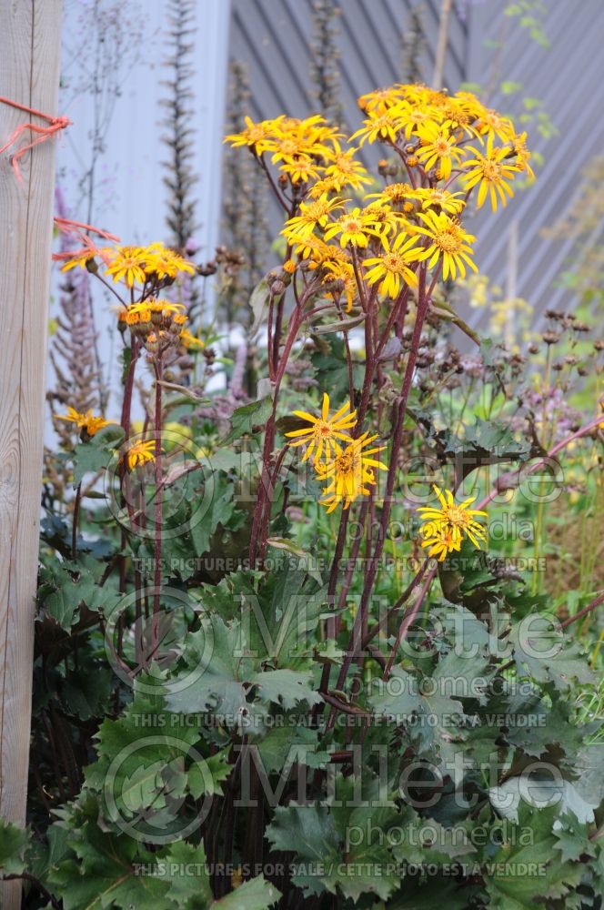 Ligularia Osiris Fantaisie (Bigleaf Ligularia Leopard Plant Golden Groundsel)  3