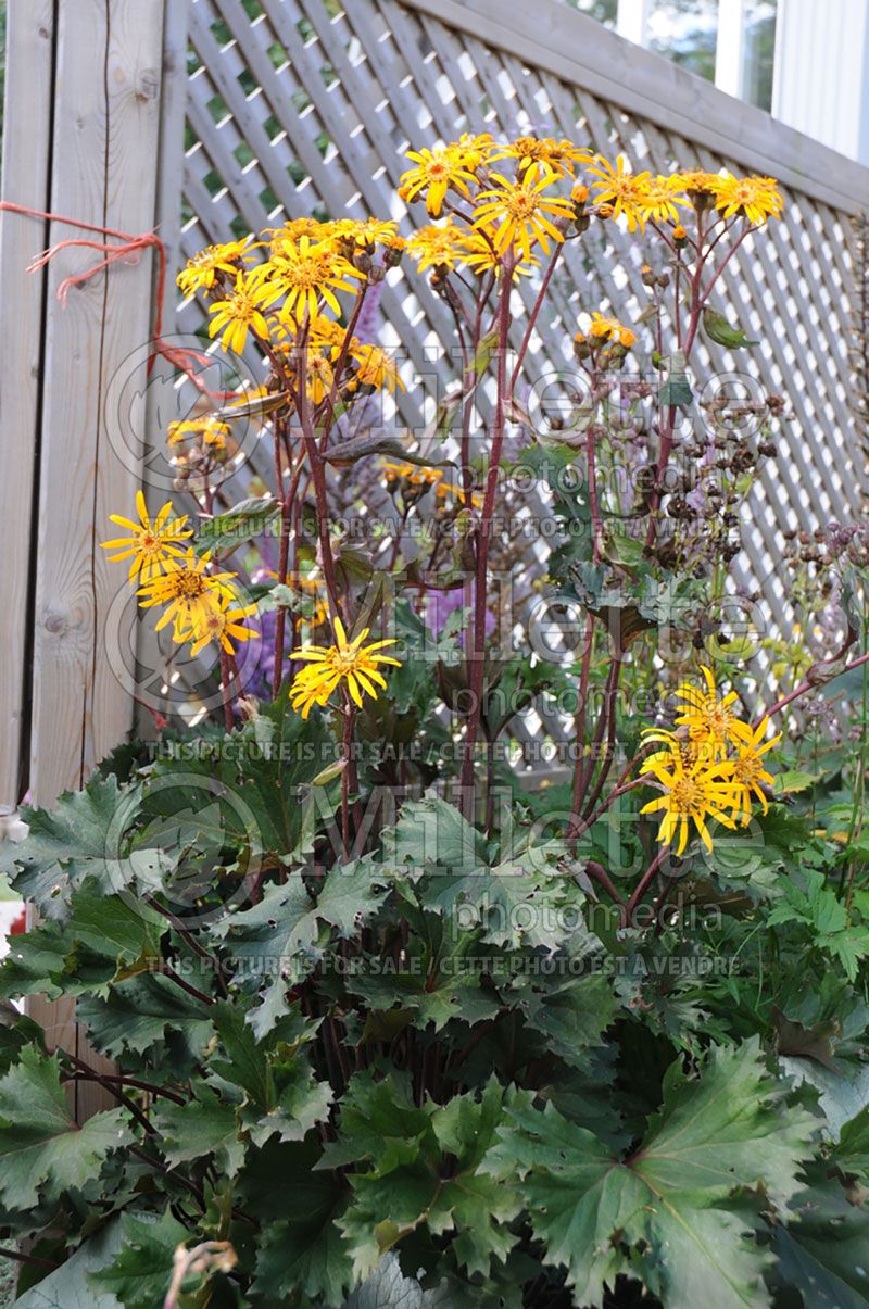 Ligularia Osiris Fantaisie (Bigleaf Ligularia Leopard Plant Golden Groundsel)  2