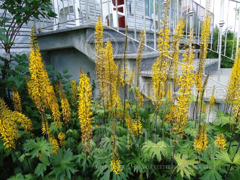 Ligularia przewalskii (Ligularia) 3 