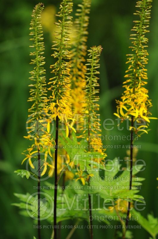 Ligularia przewalskii (Ligularia) 4 