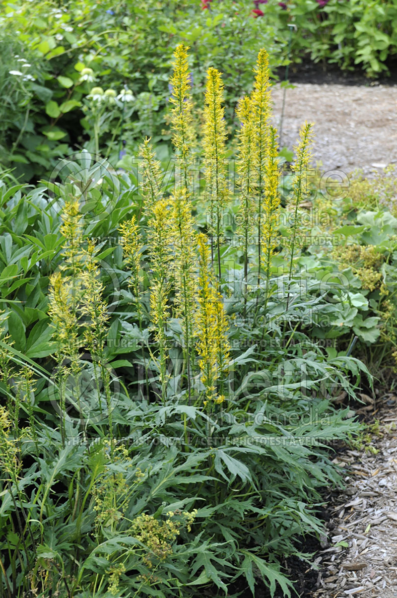 Ligularia Dragon S Breath Ligularia