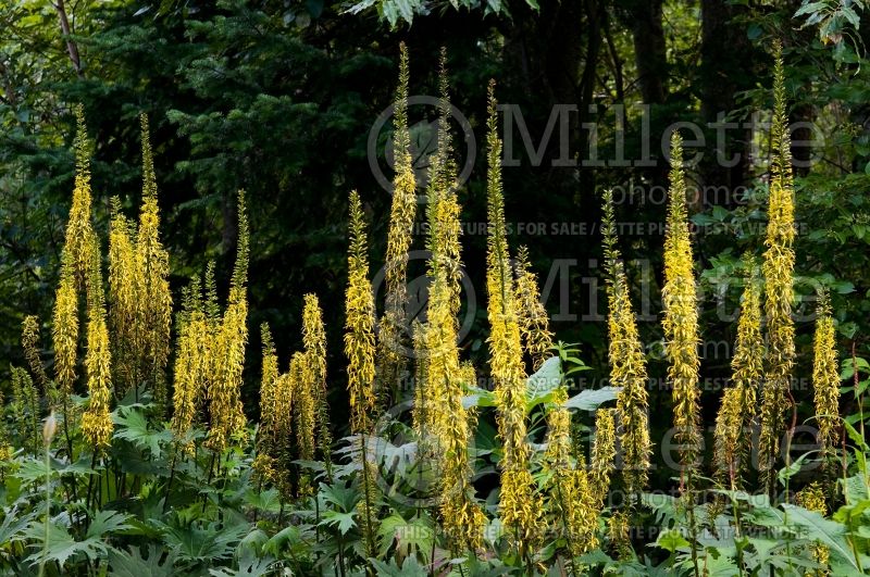 Ligularia przewalskii (Ligularia) 5 