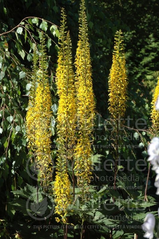 Ligularia przewalskii (Ligularia) 6 