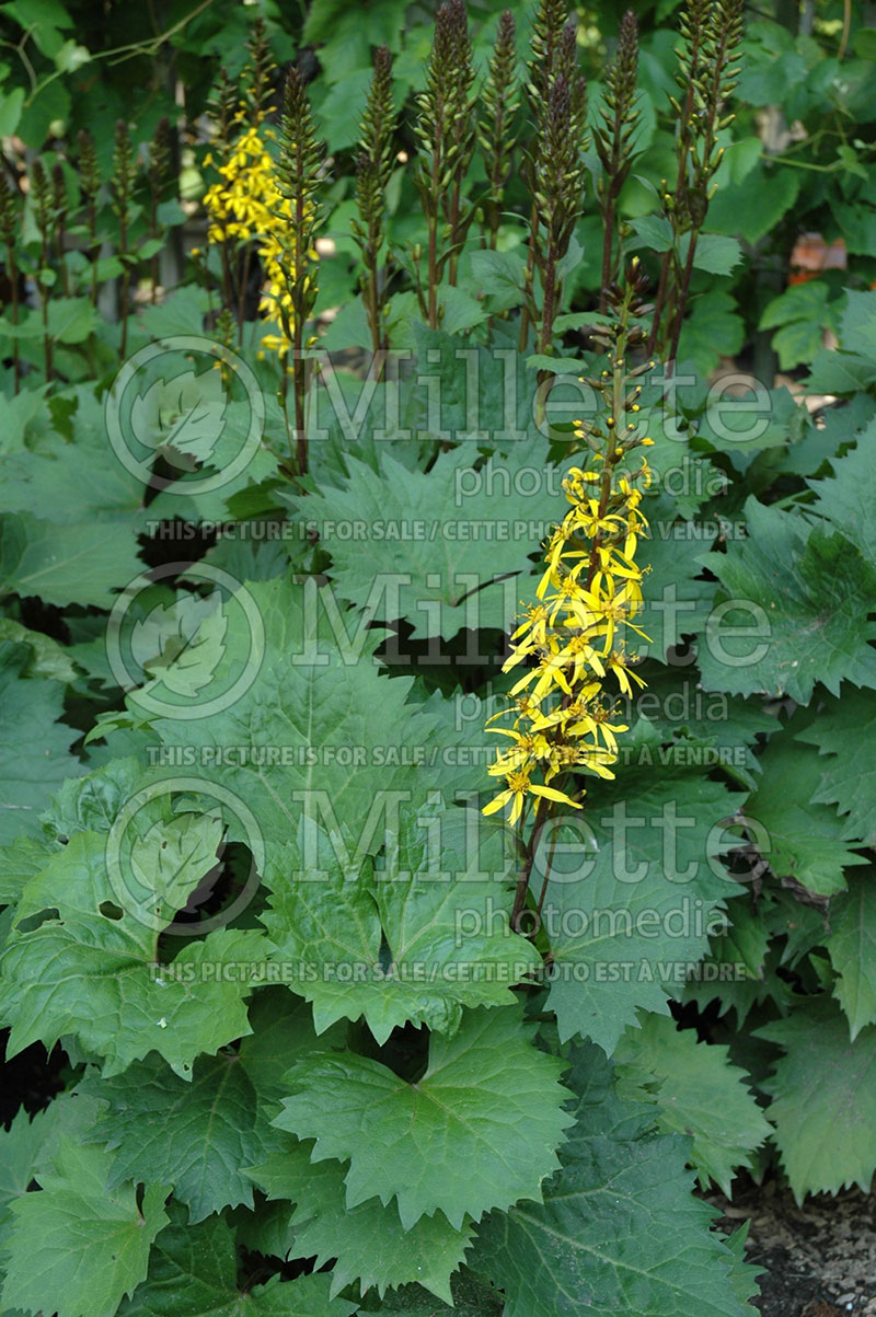 Ligularia Little Rocket (Ligularia, elephant ear) 1 