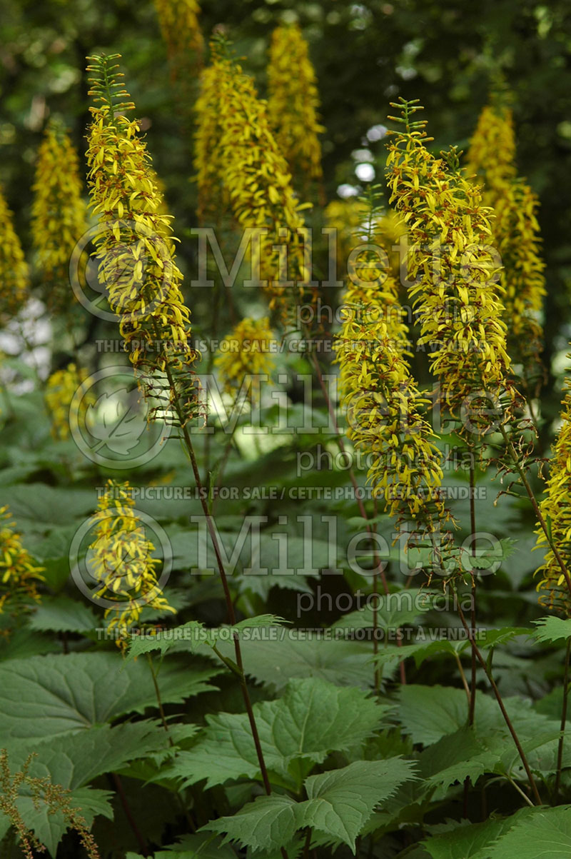 Ligularia The Rocket (Ligularia, elephant ear) 5