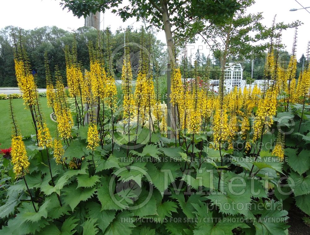 Ligularia The Rocket (Ligularia, elephant ear)  3