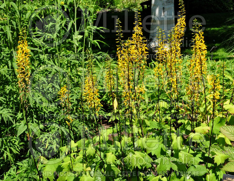 Ligularia Zepter  (Ligularia, elephant ear) 1 