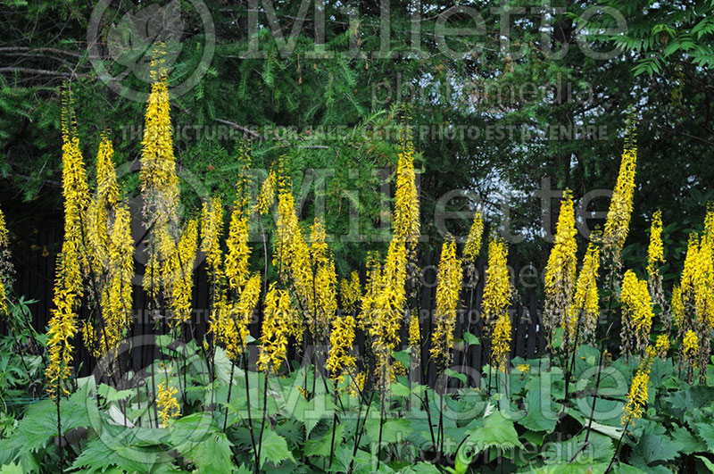 Ligularia The Rocket (Ligularia, elephant ear)  2