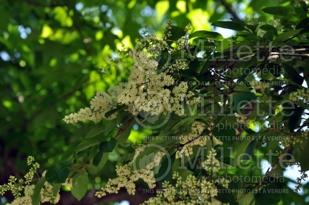 Ligustrum Lemon and Lime (California privet) 1