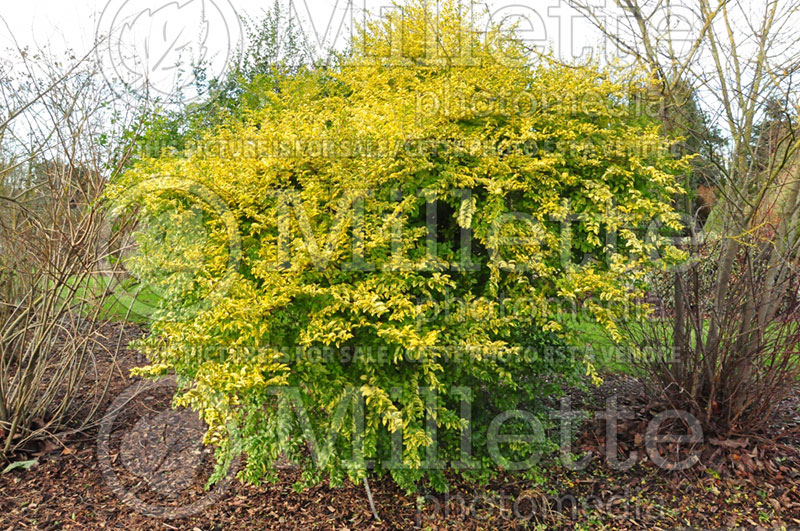 Ligustrum Lemon and Lime (Ligustrum) 2