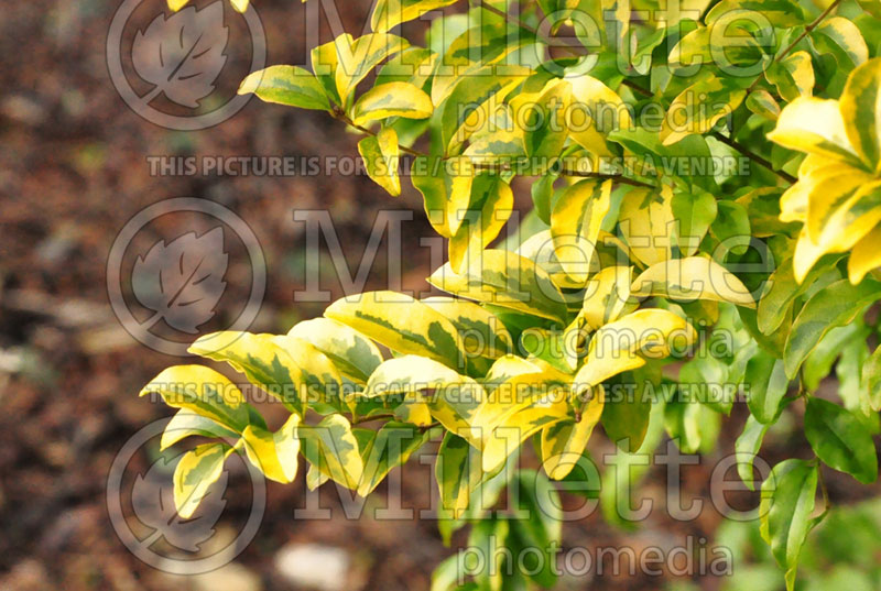 Ligustrum Lemon and Lime (Ligustrum) 3