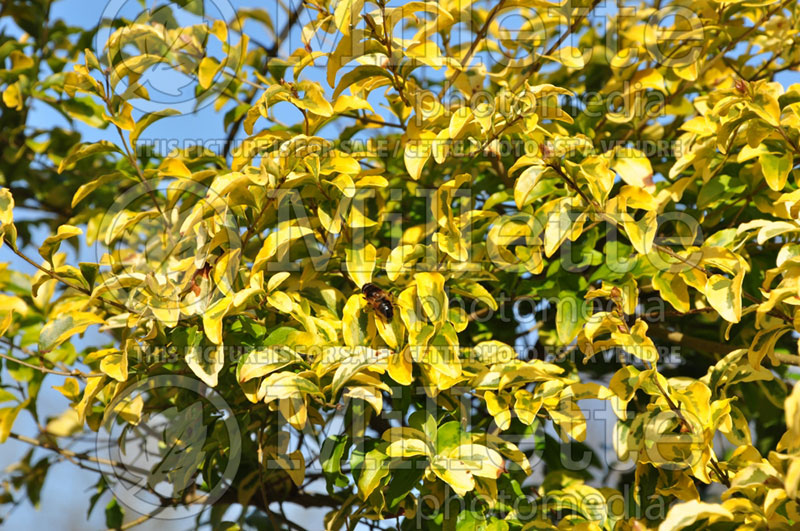 Ligustrum Lemon and Lime (Ligustrum) 1