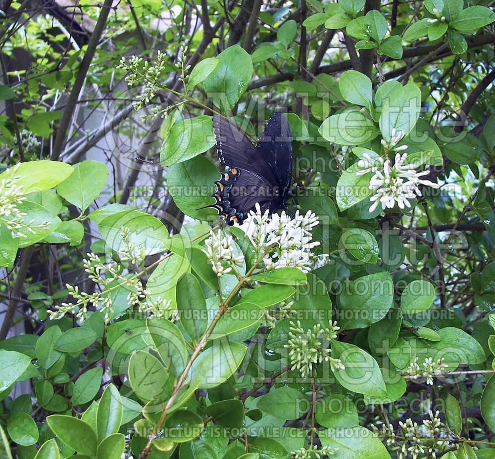 Ligustrum Lemon and Lime (California privet) 3