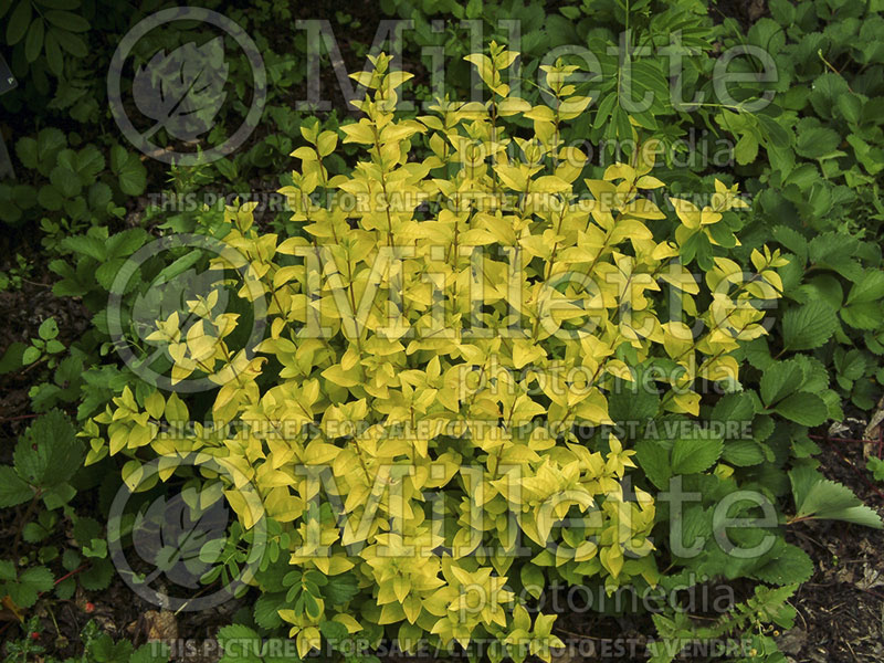 Ligustrum Golden Vicary (Ligustrum) 1