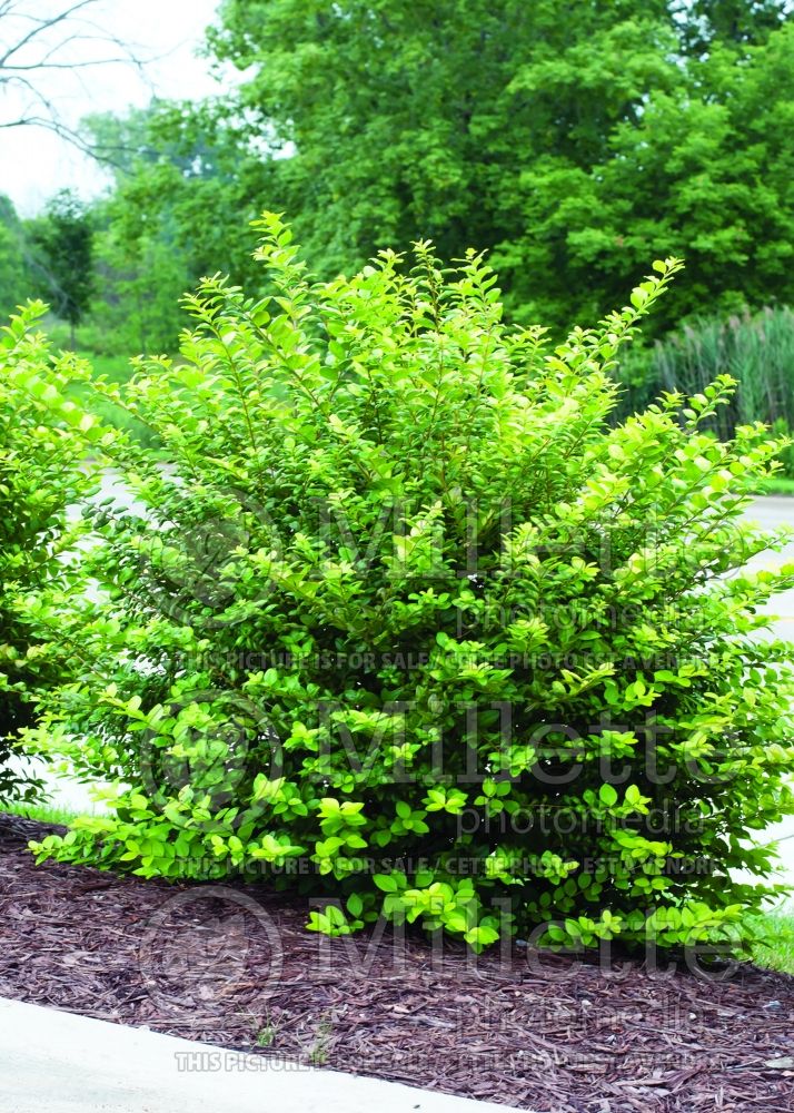 Ligustrum vicaryi (Ligustrum) 3