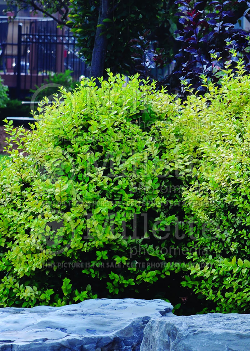 Ligustrum vicaryi (Ligustrum) 2